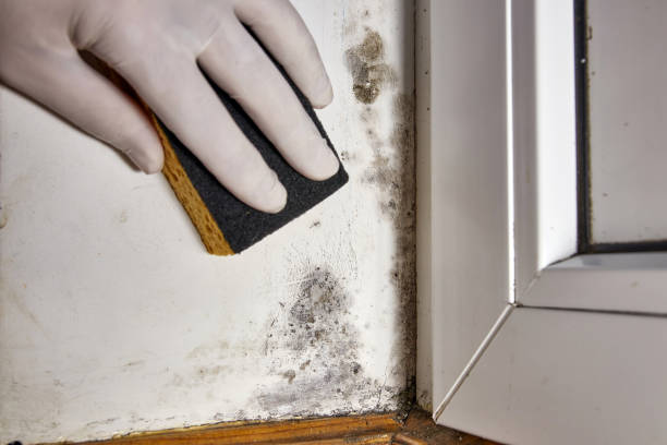 Best Asbestos and Lead Testing During Mold Inspection  in USA